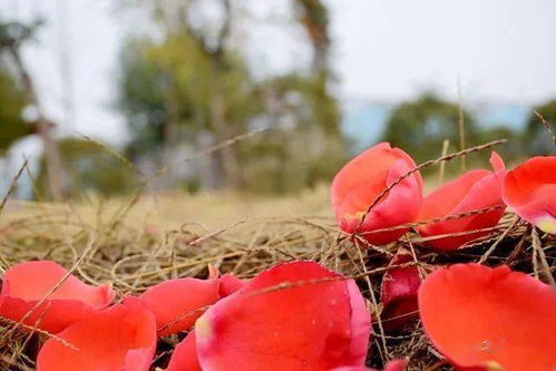 月季花海， 北辛街道的美丽画卷