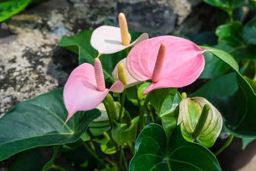 鹤掌红花养殖方法有哪些？与红掌有何不同之处
