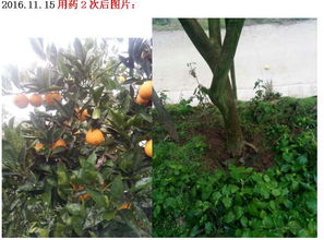 代森锰锌在柑桔上使用时如何有效防治柑桔树青苔问题？