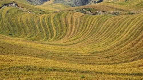 中国农业正面临转型升级，从传统种植向现代化、智能化、绿色化发展