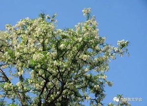 杨树冠幅那些事儿