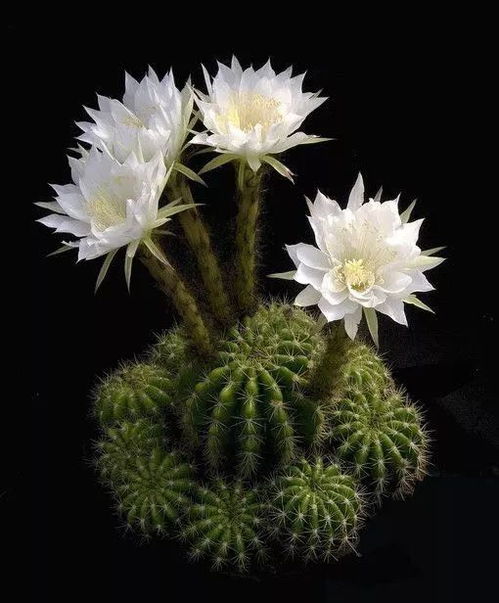 仙人球开花图片少见吗？这些开花瞬间