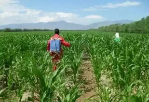 不小心喷了除草剂，咋办？快kan这里！