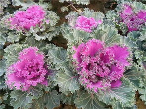 开头乱七八糟的说说