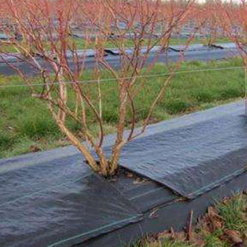 除草剂，对心脏啥的有影响吗？