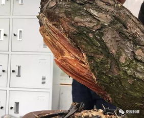 移植后伤口处理，关键步骤