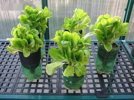 烂根原因：积水、 浇水太多、通风不良