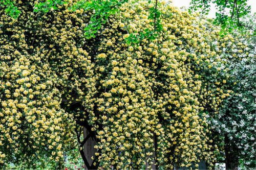 探寻木香花之谜：香味与价格的较量