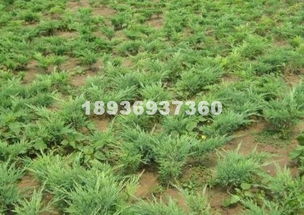 地柏：矮小而别致