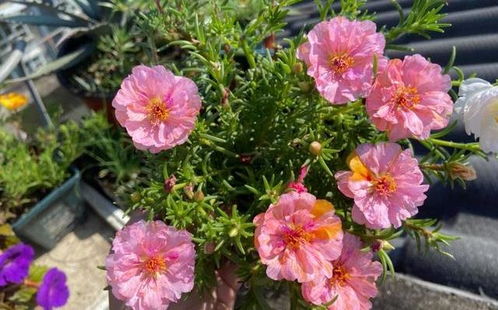 内蒙种植花种的大揭秘！