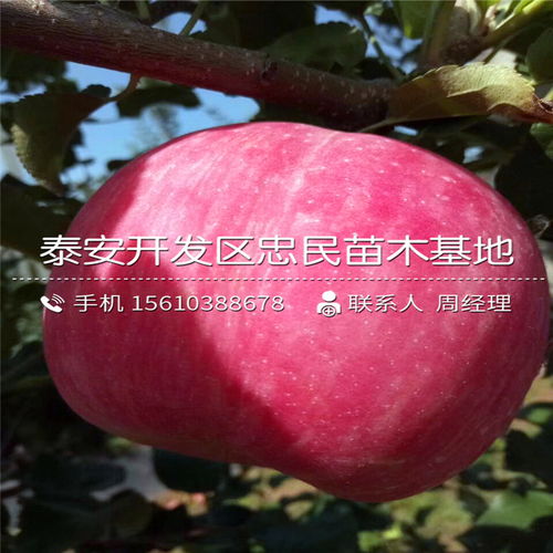 玫瑰花图片的浪漫寓意：爱情与浪漫的追求