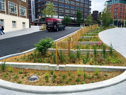 草本花卉的选择