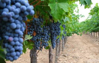 葡萄成长记：子房膨大的奥秘