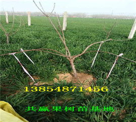 玉米种子的那些事