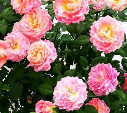 第三步：疏剪密枝， 定向塑形