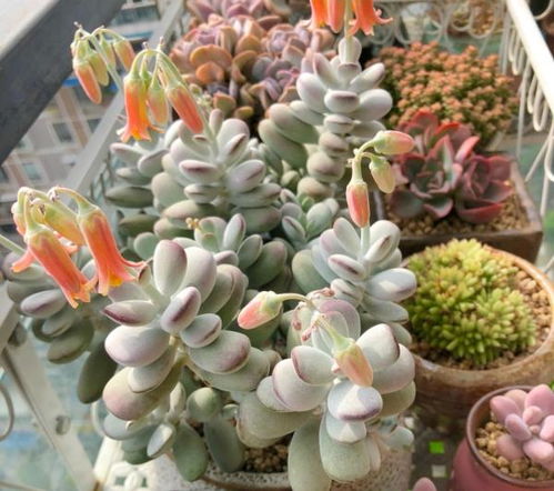 多肉植物修根后晾置技巧：如何有效延长移植时间，确保成活率？