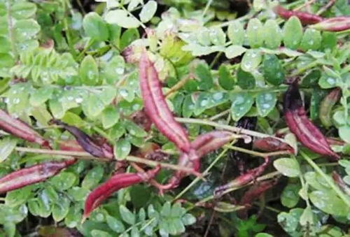 沙苑子高产栽培技术，关注提高沙苑子产量与品质