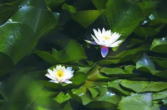睡莲的花期，那可是个美妙的过程