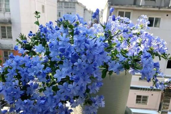 蓝雪花：阳台战士的夏日风采