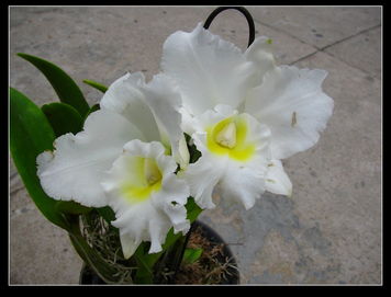 那些迷人的白瓣黄心花