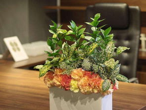 选择合适的花盆和土壤，让植物“住”得舒服