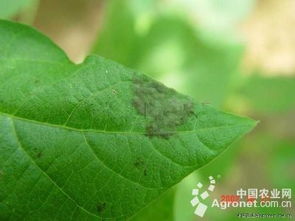 灰霉病的初期防治，怎么个防法呢？