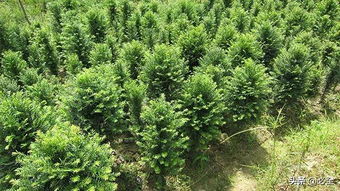 春季和秋季哪个时间段蕞适合苗木种植？让我来给你唠唠