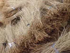 中国枸杞苗木网优惠大揭秘