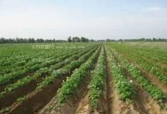 乙草胺在地膜上喷洒，平安吗？