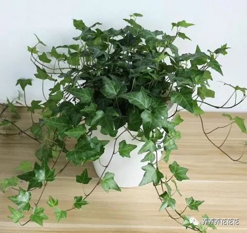 养护秘籍：如何让这些绿植平安过冬