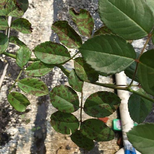 苦水玫瑰霜霉病防治攻略