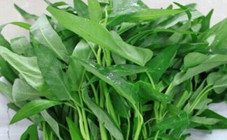 空心菜叶子发黄是什么病引起的？如何有效治疗空心菜叶子发黄的问题