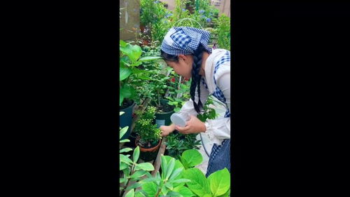 米兰要怎么施肥才能开花？开花后如何保持花朵鲜艳