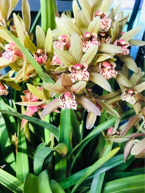 腐叶土与松树皮