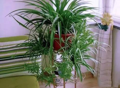 吊兰开花后剪下前半部分嵌入花盆核心