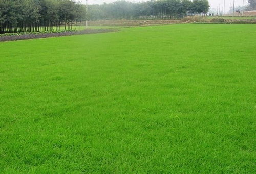 草坪绿化种子如何科学种植才能保证成活率高