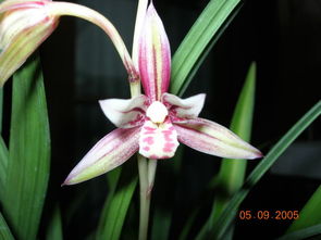 建兰分盆：如何根据植株生长情况合理分盆？