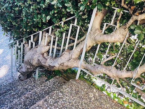 幸福树根有虫子怎么办？如何拯救这棵树的生命