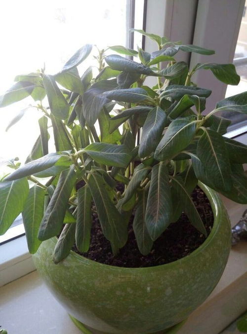 长春花换盆后几天内需要浇水？