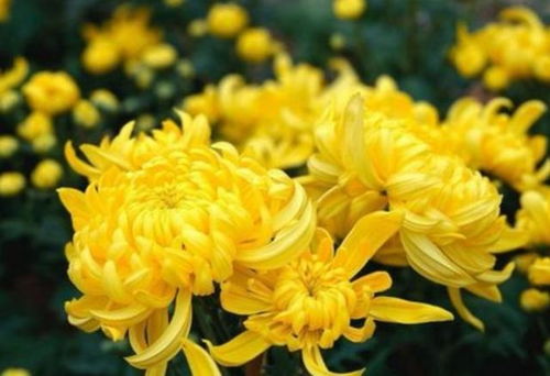 菊花是什么？不同语境下的含义有何不同