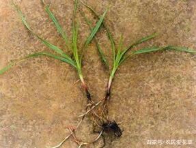 香附子的繁殖力