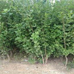 1. 清洗果子，洗掉农药味