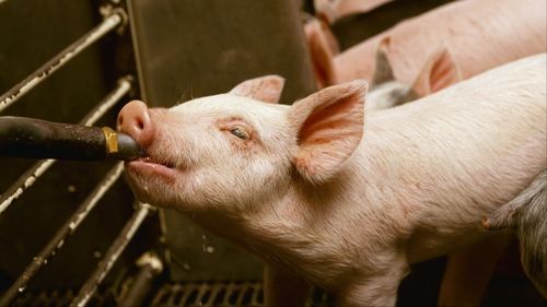 “乳汁免疫法助力仔猪传染病防控，保障养殖安全