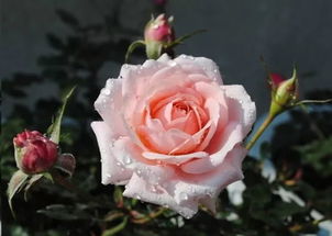 月季缺铁，盲芽真的会出现吗？