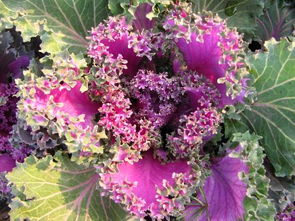 这种花真好kan，像流苏一样