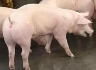 猪口吐白沫怎么办？对症治疗是关键吗？