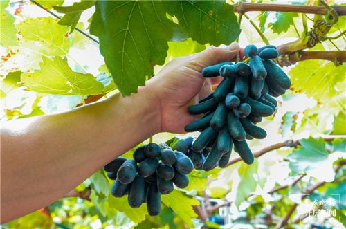 老农的经验， 传授给大家