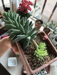 蔓莲品种大揭秘