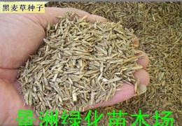 紫花苜蓿混黑麦草， 牛羊吃得膘肥体壮