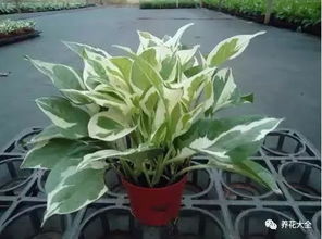 绿萝和虎尾兰， 天然的清道夫